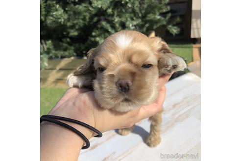 成約済の愛知県のアメリカンコッカースパニエル-158908の1枚目