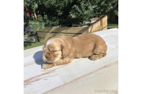 成約済の愛知県のアメリカンコッカースパニエル-158908の4枚目