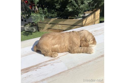 成約済の愛知県のアメリカンコッカースパニエル-158908の3枚目