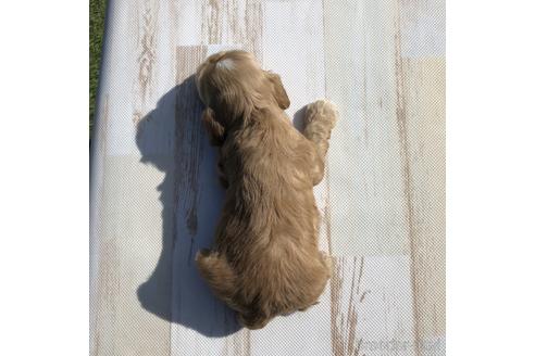 成約済の愛知県のアメリカンコッカースパニエル-158908の2枚目