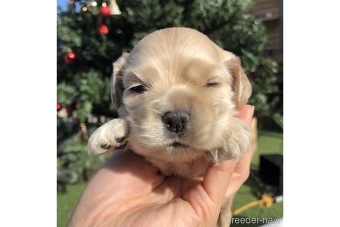 成約済の愛知県のアメリカンコッカースパニエル-158910の1枚目