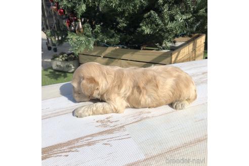 成約済の愛知県のアメリカンコッカースパニエル-158910の4枚目