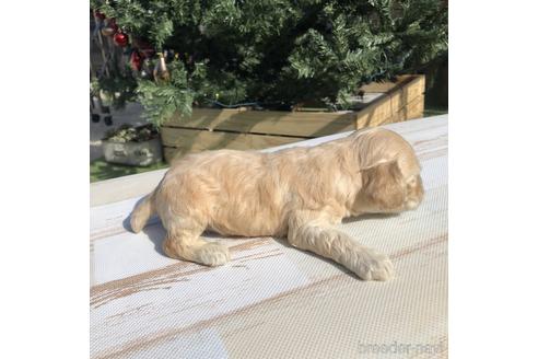 成約済の愛知県のアメリカンコッカースパニエル-158910の3枚目