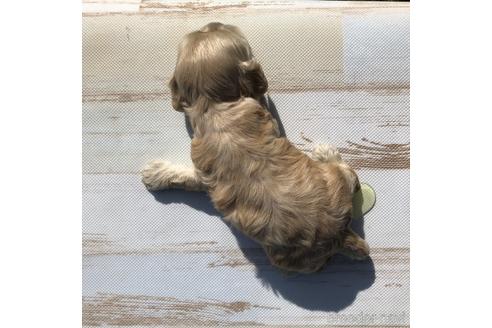 成約済の愛知県のアメリカンコッカースパニエル-158910の2枚目