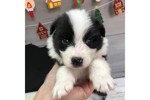 成約済の愛知県のボーダーコリー-158911の1枚目