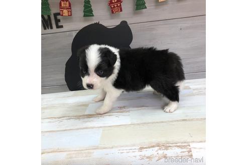 成約済の愛知県のボーダーコリー-158911の4枚目