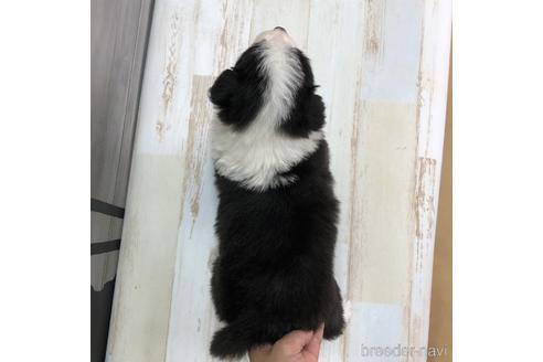 成約済の愛知県のボーダーコリー-158911の2枚目