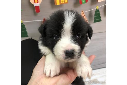 成約済の愛知県のボーダーコリー-158912の1枚目