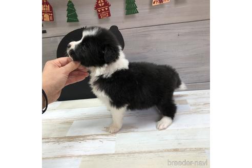 成約済の愛知県のボーダーコリー-158912の4枚目