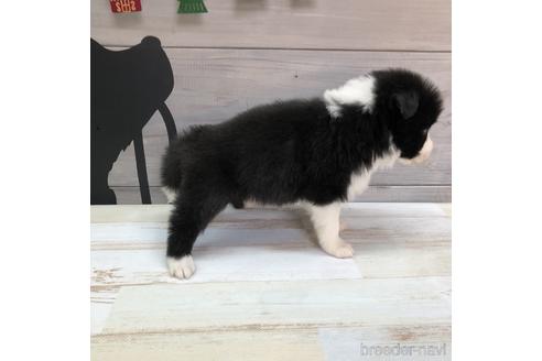 成約済の愛知県のボーダーコリー-158912の3枚目