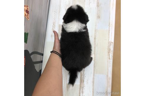 成約済の愛知県のボーダーコリー-158912の2枚目