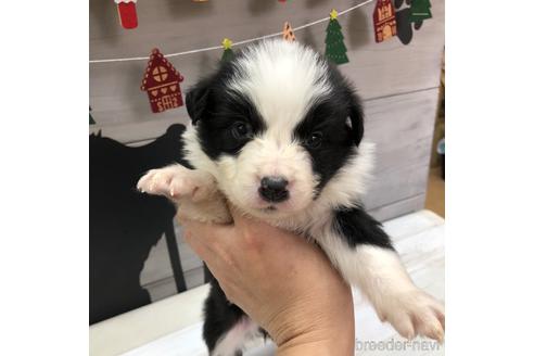 成約済の愛知県のボーダーコリー-158913の1枚目