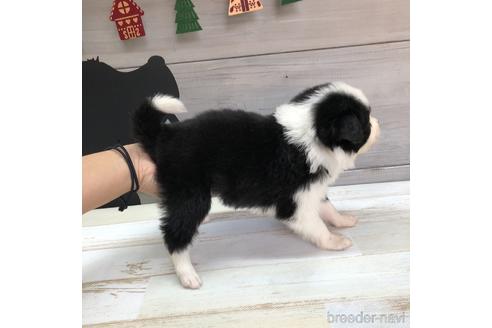 成約済の愛知県のボーダーコリー-158913の4枚目