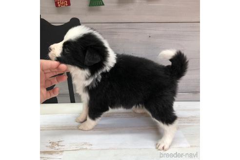 成約済の愛知県のボーダーコリー-158913の3枚目