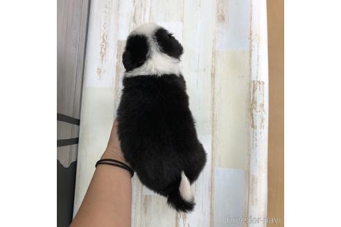 成約済の愛知県のボーダーコリー-158913の2枚目