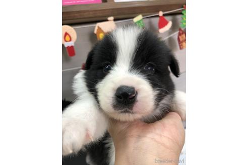 成約済の愛知県のボーダーコリー-158914