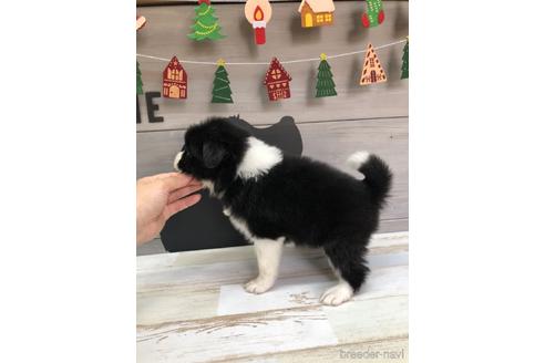 成約済の愛知県のボーダーコリー-158914の4枚目