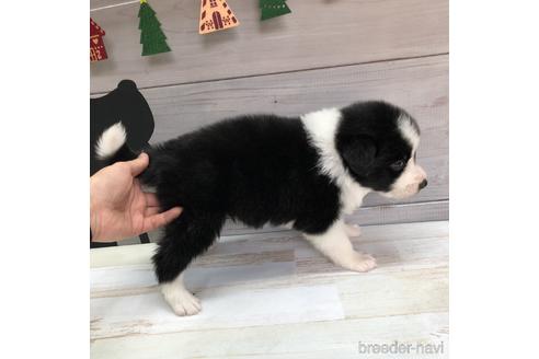 成約済の愛知県のボーダーコリー-158914の3枚目