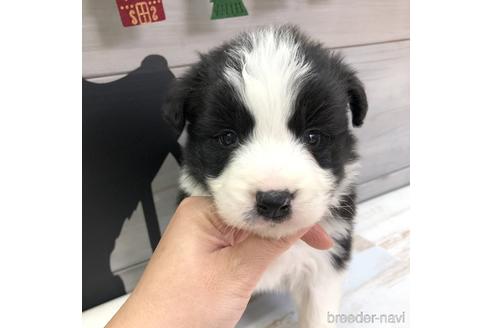 成約済の愛知県のボーダーコリー-158915