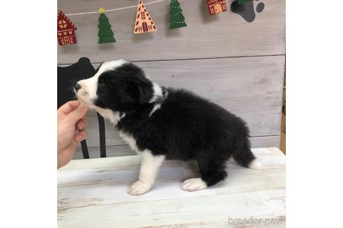 成約済の愛知県のボーダーコリー-158915の4枚目