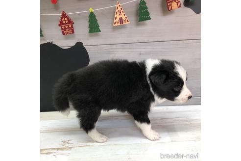 成約済の愛知県のボーダーコリー-158915の3枚目