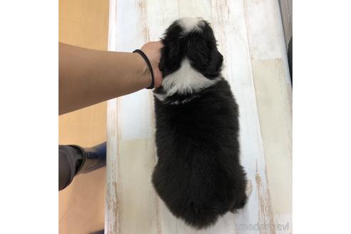 成約済の愛知県のボーダーコリー-158915の2枚目