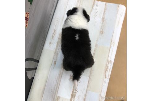 成約済の愛知県のボーダーコリー-158916の4枚目