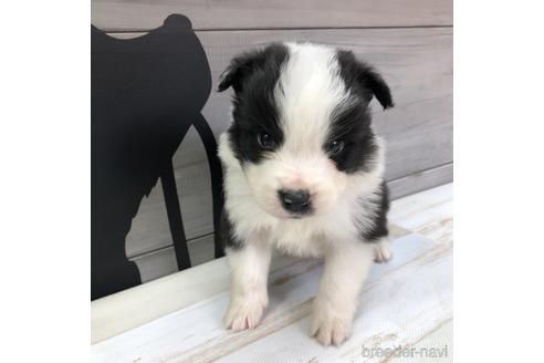 成約済の愛知県のボーダーコリー-158916