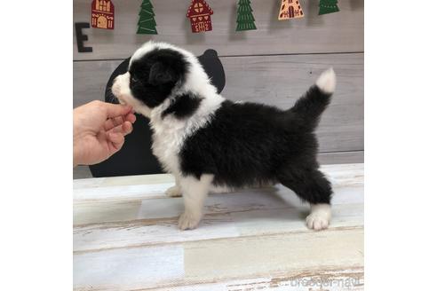 成約済の愛知県のボーダーコリー-158916の3枚目