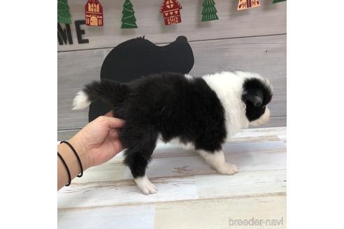 成約済の愛知県のボーダーコリー-158916の2枚目