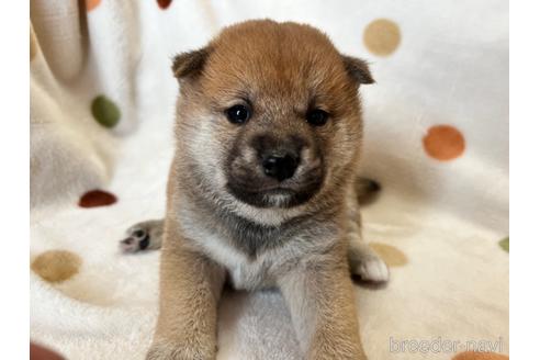 成約済の岐阜県の柴犬-158920の1枚目