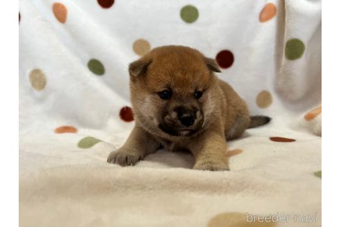 成約済の岐阜県の柴犬-158920の3枚目