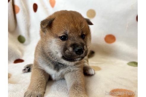 成約済の岐阜県の柴犬-158920の2枚目