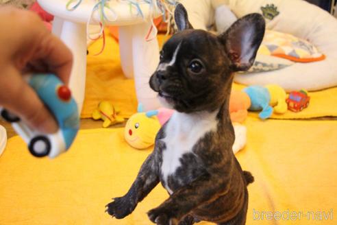 成約済の愛知県のフレンチブルドッグ-150376