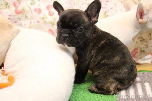 成約済の愛知県のフレンチブルドッグ-154756の3枚目