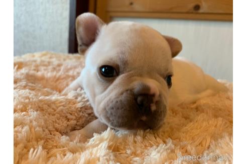 成約済の茨城県のフレンチブルドッグ-156971の11枚目
