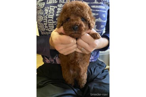 成約済の静岡県のトイプードル-157859の2枚目
