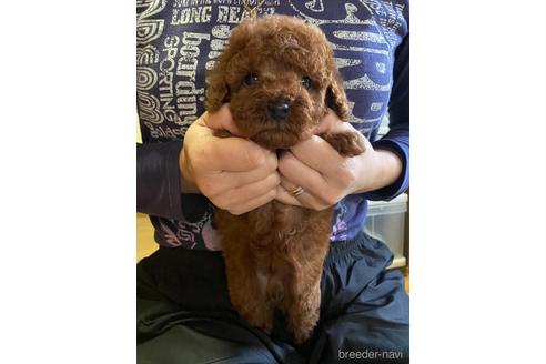 成約済の静岡県のトイプードル-157859の1枚目