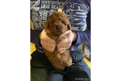 成約済の静岡県のトイプードル-157856の1枚目