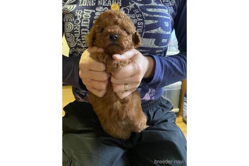 成約済の静岡県のトイプードル-157856の2枚目