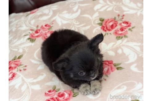 成約済の香川県のチワワ(ロングコート)-155425の5枚目
