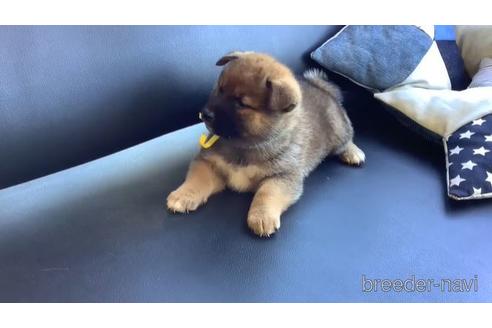 成約済の石川県の柴犬-159003の2枚目