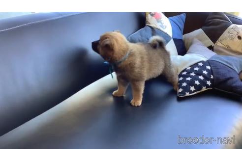 成約済の石川県の柴犬-159005の2枚目