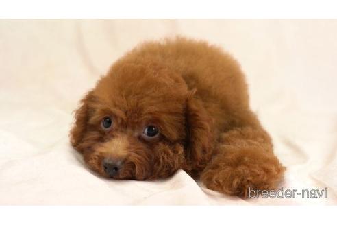 成約済の東京都のトイプードル-159033