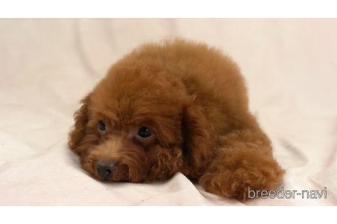 成約済の東京都のトイプードル-159033の2枚目