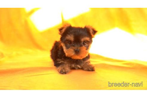 成約済の東京都のヨークシャーテリア-159035の1枚目