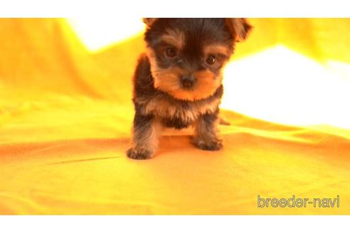 成約済の東京都のヨークシャーテリア-159035の2枚目