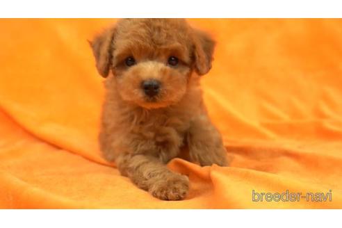 成約済の東京都のトイプードル-159037の1枚目