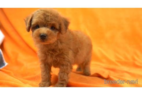 成約済の東京都のトイプードル-159037の2枚目