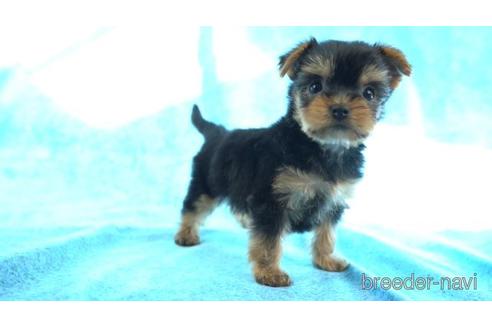 成約済の東京都のヨークシャーテリア-159038の1枚目